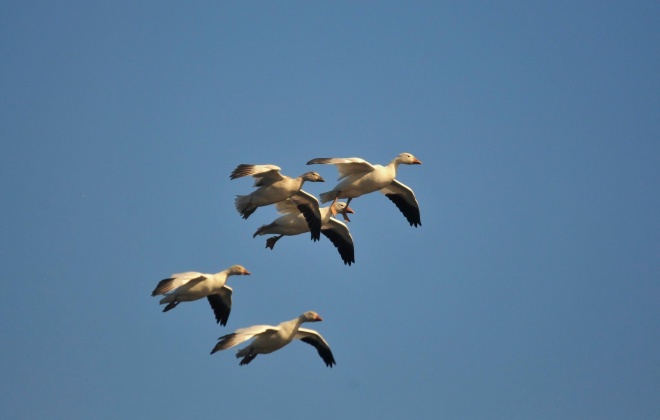 Portugal com novo foco de infeção por gripe das aves na Lagoa de Santo André