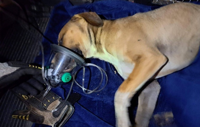 SAR TEAM resgata cão envenenado em Sines