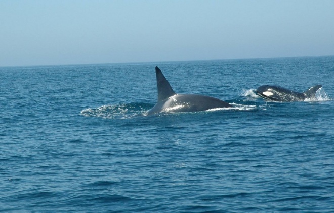 Marinha resgata cinco tripulantes de veleiro em Sines após encontro com orcas
