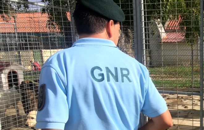GNR realizou em Santiago do Cacém ações de fiscalização do bem-estar animal