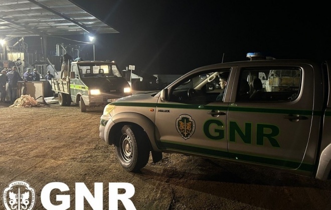 GNR apreendeu 10 toneladas de azeitona em Aljustrel