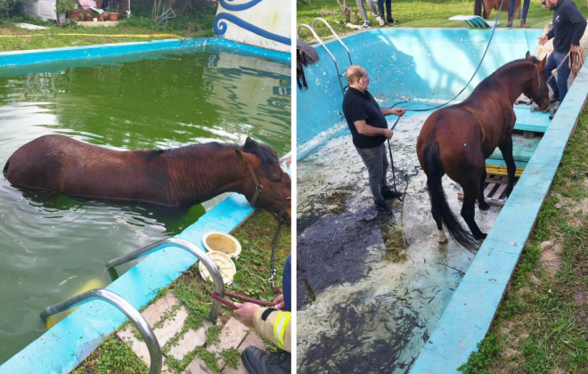 Bombeiros de Cercal do Alentejo resgataram um cavalo de uma piscina