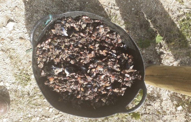 O ICNF realizou duas ações de fiscalização de pesca e de mariscadores no Parque Natural do  Sudoeste Alentejano e Costa Vicentina