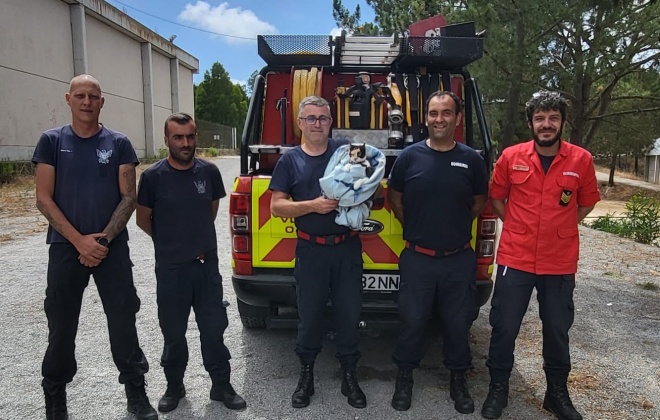 Bombeiros de Odemira resgataram uma gata de árvore em São Teotónio
