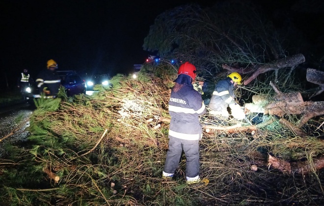 Depressão Martinho provoca a queda de árvores no Alentejo Litoral
