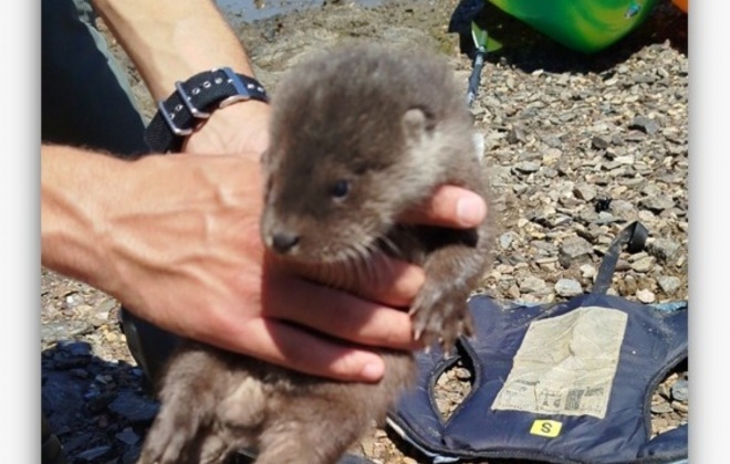 GNR recolheu lontra juvenil em Vila Nova de Milfontes