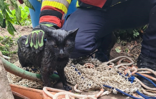 Bombeiros de Grândola resgataram um gato do interior de um poço