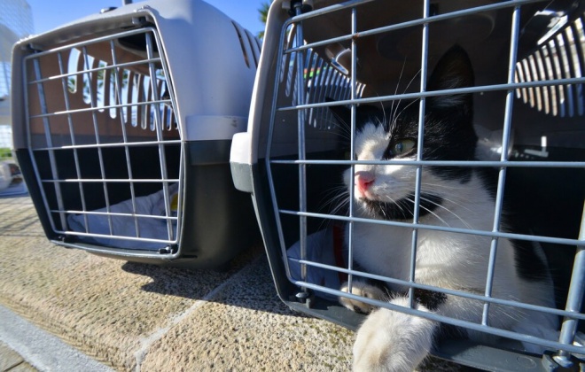 Município de Sines promove campanha CED de gatos errantes