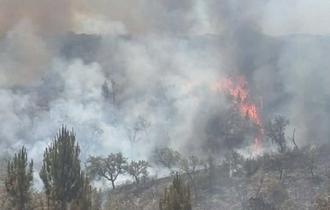 Incêndio consumiu uma vasta área florestal na freguesia de São Luís, no concelho de Odemira (com áudio)