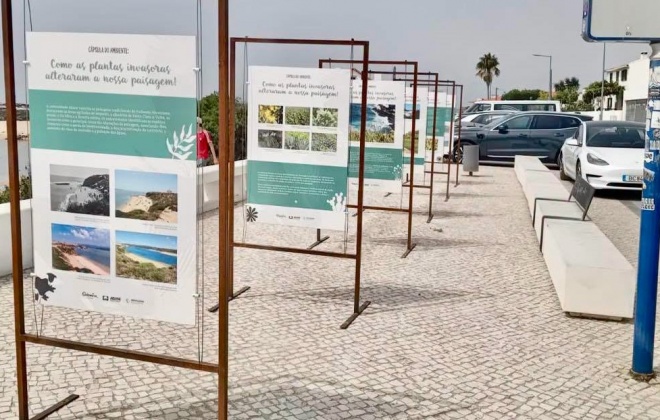 “Cápsula do Ambiente” mostra em Vila Nova de Milfontes como as plantas invasoras mudaram a paisagem